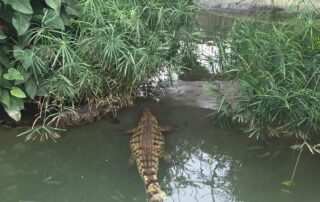 Ferme aux crocodiles