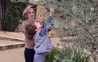 Verguettes - Récolte Olives