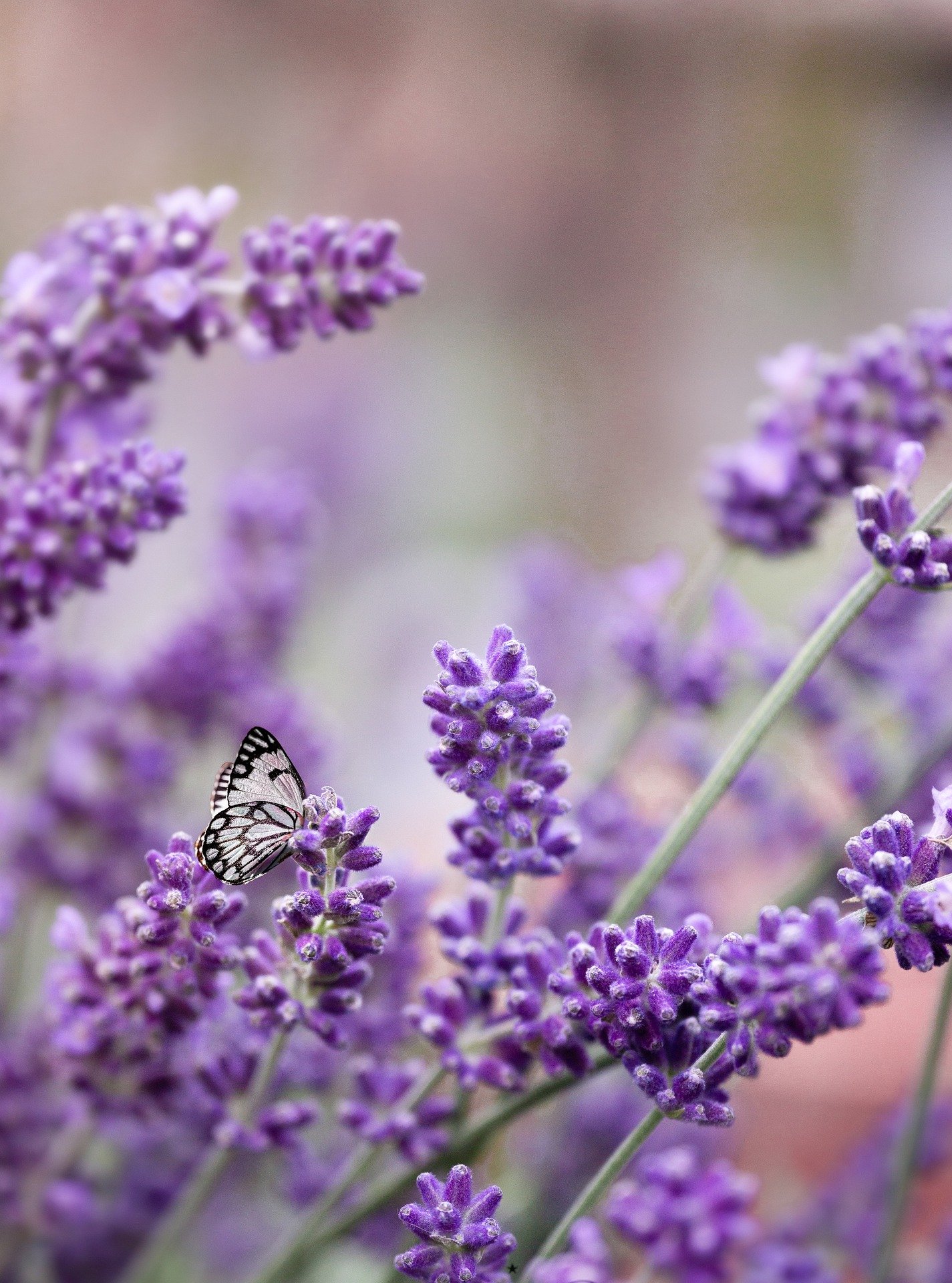 lavender-5256271_1920