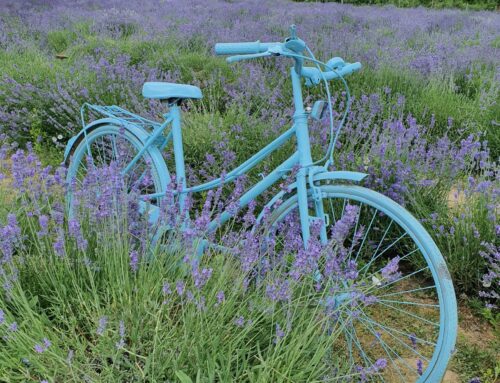 Pâques En Provence : Détente Cycliste