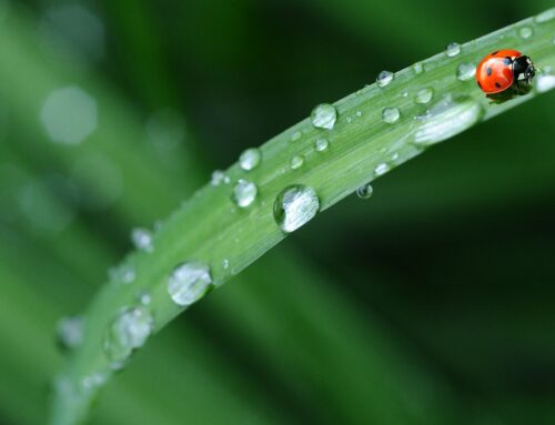 Que faire en cas de pluie ?